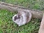 Sweet netherland dwarf bunny :) Carousel 2