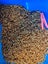 500 Live Organic Mealworms (about 70gm) Carousel 4