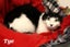 Cats Protection Canterbury - Teens Carousel 5