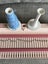 Vintage 1980s Tomy Hobby Girl Knitting Machine! Carousel 6