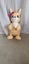 Fur Real Kangeroo and Babies Carousel 4
