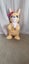 Fur Real Kangeroo and Babies Carousel 5