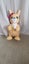 Fur Real Kangeroo and Babies Carousel 6
