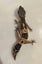 Young Leopard Gecko Carousel 3