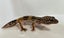 Young Leopard Gecko Carousel 2