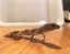 Young Leopard Gecko Carousel 1