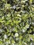 Griselinia Littoralis - "Broadway Mint" - 15-35 cm Carousel 3