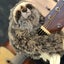 NNEOBA Cute Realistic Three-Toed Sloth Plush Carousel 5