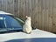 Cute Cat looking for a new home Carousel 2