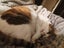 Cute Cat looking for a new home Carousel 4