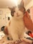 Cute Cat looking for a new home Carousel 1