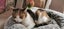 Cute Cat looking for a new home Carousel 5