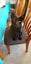 Black male Cat Free Carousel 3