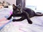 Black male Cat Free Carousel 4