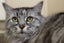 Cats Protection Canterbury - Kristal Carousel 1