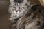 Cats Protection Canterbury - Kristal Carousel 2