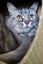 Cats Protection Canterbury - Kristal Carousel 3
