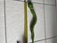 Pet snake Carousel 4