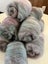 Spin Your Own Sweater Kit – Corriedale Wool Batts (600g) - Purple/Green Carousel 2