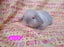 Cute purebred pedigree baby mini lop bunny rabbit Carousel 3