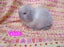 Cute purebred pedigree baby mini lop bunny rabbit Carousel 8