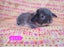 Cute purebred pedigree baby mini lop bunny rabbit Carousel 4