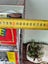 Vintage Poker Machine Carousel 3
