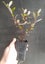 Corokia Frosted Chocolate x 1 Carousel 3