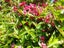 Weigela Newport Red Carousel 1