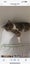 Simba & Narla free to a good home Carousel 5