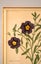 Newly Framed Botanical Print (1839) – Salpiglossis & Spiraea, Hand-Colored Carousel 3