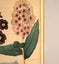 Newly Framed Botanical Print (1839) – Salpiglossis & Spiraea, Hand-Colored Carousel 4