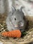 **Trained Netherland Dwarf Bunny Rabbits & Care Package** Carousel 3