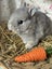 **Trained Netherland Dwarf Bunny Rabbits & Care Package** Carousel 4