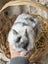 **Trained Netherland Dwarf Bunny Rabbits & Care Package** Carousel 6