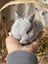 **Trained Netherland Dwarf Bunny Rabbits & Care Package** Carousel 9