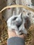 **Trained Netherland Dwarf Bunny Rabbits & Care Package** Carousel 5