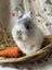 **Trained Netherland Dwarf Bunny Rabbits & Care Package** Carousel 8