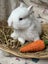 **Trained Netherland Dwarf Bunny Rabbits & Care Package** Carousel 15