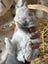 **Trained Netherland Dwarf Bunny Rabbits & Care Package** Carousel 10