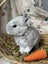 **Trained Netherland Dwarf Bunny Rabbits & Care Package** Carousel 12