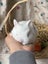 **Trained Netherland Dwarf Bunny Rabbits & Care Package** Carousel 14