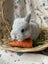 **Trained Netherland Dwarf Bunny Rabbits & Care Package** Carousel 11