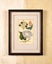 Newly Framed Botanical Print (1839) – Salpiglossis & Spiraea, Hand-Colored Carousel 2