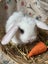 **Trained Mini Lop Bunny Rabbits & Care Package** Carousel 3