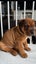 SHAPEI/STAFFY PUPPIES Carousel 7