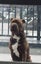 SHAPEI/STAFFY PUPPIES Carousel 10