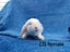 Purebred mini lop bunnies Carousel 4