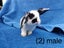 Purebred mini lop bunnies Carousel 3
