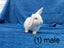 Purebred mini lop bunnies Carousel 2